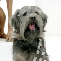 The 2012 Volkswagen Game Day Commercial Teaser Trailer. Woof! Woof! A chorus of dogs barking out Star Wars...