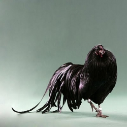 Ira Glass on the personalities of chickens over at Gastronomista