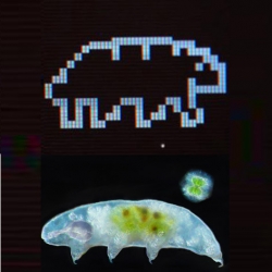 The Tardigotchi is an artwork that features two pets: a tiny living organism and a virtual representation of that organism that behaves analogously, known as an artificial-life avatar. 