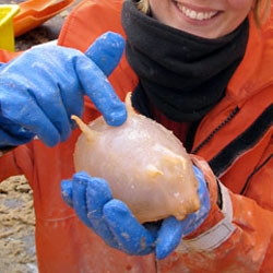 Sea Pig! and other "Giant, Unknown Animals Found off Antarctica"