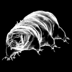"Water Bears" A tiny, 8-legged critter that can suspend all biological activity in extreme environments survived a journey to space that would have instantly killed any human and most other life forms...