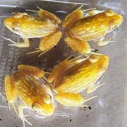 Are these "mutant" golden frogs in japan a sign of good luck? (don't they just seem more albino leaning than 5 eyeballs kind of mutant?)