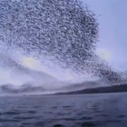 Beautiful video of a flock of starlings at sea.