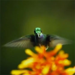 Absolutely stunning video capturing the beauty of pollination, featuring hummingbirds, bees, butterflies, bats and more incredible creatures.