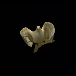 Gorgeous high speed footage of a dove in flight.
