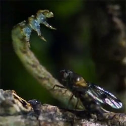 Incredible footage of carnivorous caterpillars in Hawaii.