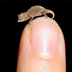 Brookesia micra, one of a four newly discovered chameleons, native to Madagascar, and thought to be the tiniest!
