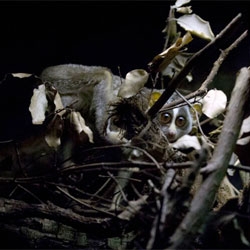 A look at the wide-eyed, mesmerizing grey slender lorises at the London Zoo's nocturnal house.