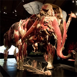 Our look at 'Animal Inside Out' at the Natural History Museum in London in collaboration with Body Worlds. When else will you have a chance to see trisected horse heads, a capillary shark and plastinated elephant?