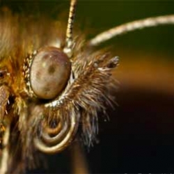Insects! by Tor Even Mathisen, a great macrovideo offering a super up close look at arthropod lives.