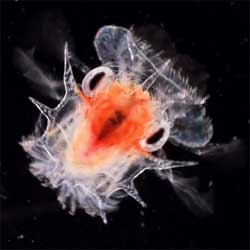 Beautiful secret life of plankton captured by marine biologist Tierney Thys.