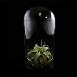 Adorable dome terrarium that consists of a petri dish with dome cloche.