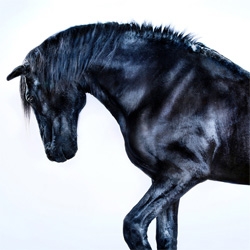'All the Wild Horses', beautiful series by Andrew McGibbon.