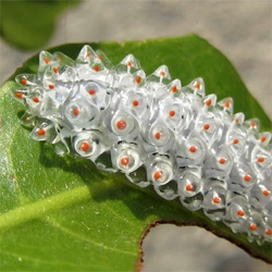The Jewel caterpillar (Acraga coa), a very unusual almost transulcent looking caterpillar spotted in Mexico.