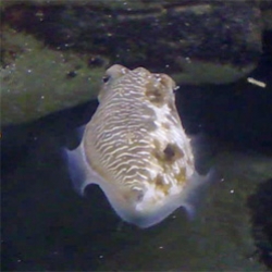 The male cuttlefish simultaneously takes on the coloration of a male on one side and female on the other to trick other males into not attacking him while still attracting females!