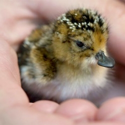 Critically endangered Spoonbilled Sandpiper chicks hatch at the Wildfowl & Wetlands Trust Slimbridge Wetland Centre in Gloucestershire. The tiny chicks have almost heart-shaped spoon-like beaks!