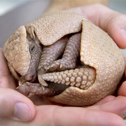 A tiny armadillo the size of a tennis ball makes its debut at Busch Gardens.
