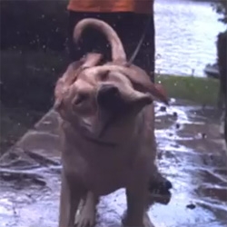 The science behind that wet-dog shake. Science and slow-motion mammals shaking themselves dry.