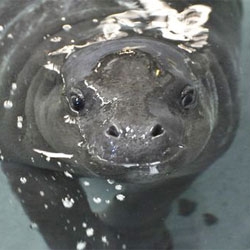 ZSL Whipsnade welcomes a tiny new baby pygmy hippo!