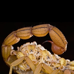 Baby scorpions! A short sharp science piece on scorpions from the New Scientist.