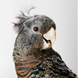 Gorgeous parrots captured by photographer Leila Jeffreys.