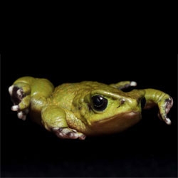 Incredible photographs by Peter Lipton capturing the amphibians of Ecuador.