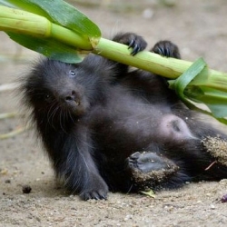 A baby porcupine arrives at Zoo Vienna.