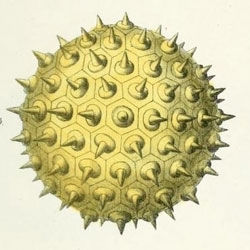 A close up look at pollen from Ueber den Pollen (1837) by Carl Julius Fritzsche.