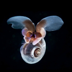 Wired's roundup of some of the most otherworldly creatures you'll find on Earth, including this Sea Butterfly.