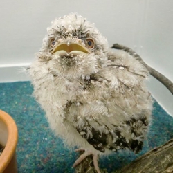 Watch a Tawny Frogmouth grow up at the St. Louis Zoo.