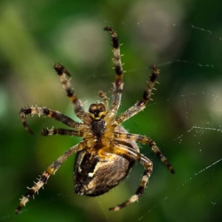 An orb web spider making its web, with one frame take every 4 seconds.