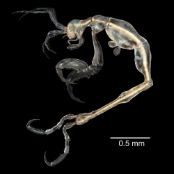 A new species of skeleton shrimp (Liropus minusculus), one of the BBC's top 10 new species of 2014.