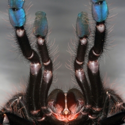 Beautiful spiders on show at the 2014 British Tarantula Society Show.