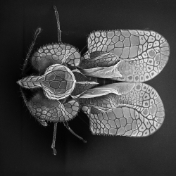 David M. Phillips captures insects under an electron microscope to reveal their intricate details.