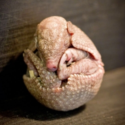Edinburgh Zoo announces a new baby armadillo.