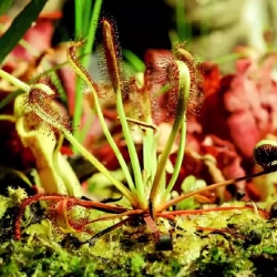 Carnivora Gardinum, time lapse footage of carnivorous plants in action from Chris Field.