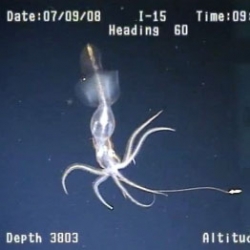 New footage of the squid Grimalditeuthis bonplandi, which waves it's thing club-tipped tentacles, possibly to lure prey into reach of its more muscular tentacles.