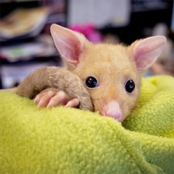 This is Bailey, an golden brushtail possum at WILD LIFE Sydney.