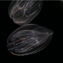 Creaturecast shine the spotlight on Ctenophore and their cilia.