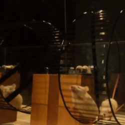 Orchestra Da Camera, a musical installation in which the 40 elements of the chamber are mice running on their wheels.  Each wheel its connected to a carillon and when it turns the carillon starts playing its musical note.