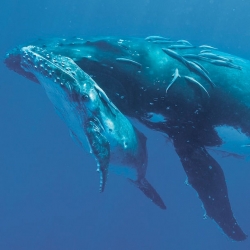 Bryant Austin's incredible images of whales. The exhibition even includes a stunning life-size image of a sperm whale.