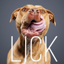 Lick, a photo series capturing dogs mid-lick by Ty Foster.