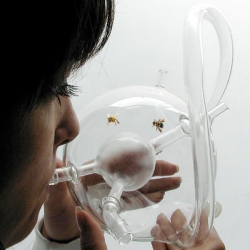 Designer Susana Soares designs contraptions for allowing trained bees to detect cancer in her project Bee's.