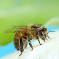 These honeybees carry a chip on their backs, allowing researchers from CSIRO to better understand their behavior.