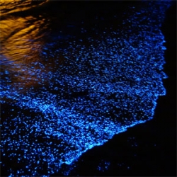 Stunning photos of bioluminescence in the Maldives from Andy Ho.