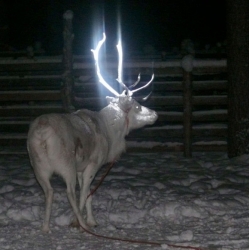 Deer with headlights? Glowing antlers as the The Finnish Reindeer Herder's Association reportedly improve nighttime visibility of their herds.