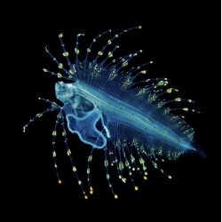 Blackwater, a gorgeous macrophotography series by Joshua Lambus that captures bioluminescent marine life.