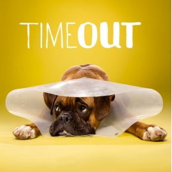 Time Out, a new series by Ty Foster, featuring dogs in their cones of shame.