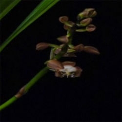 Time lapse orchid bloom. Don Dennis captured the Neomoorea irrorata orchid blooming by photographing it 9,211 times for 33 days and 30 minutes.