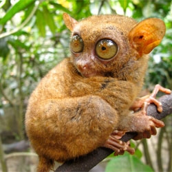 A new study published in Biology Letters suggests that tarsiers may communicate in pure ultrasound.